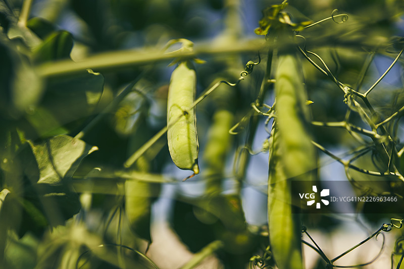 花园中藤上的新鲜绿豌豆荚特写图片素材