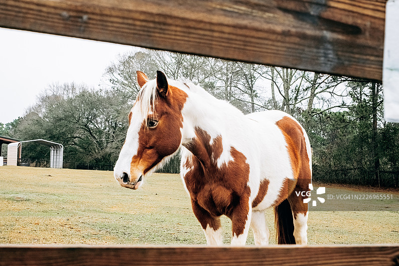 农场围场里雄伟的宾图马图片素材