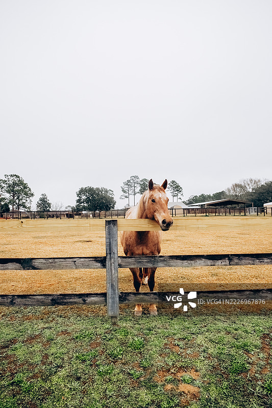 一匹帕洛米诺马站在木栅栏后面。背景包括马厩、树木和开阔的黄色草地。农场动物，马匹护理。图片素材