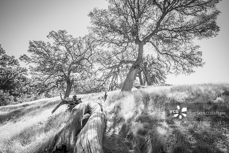 晨影的黑白照片图片素材