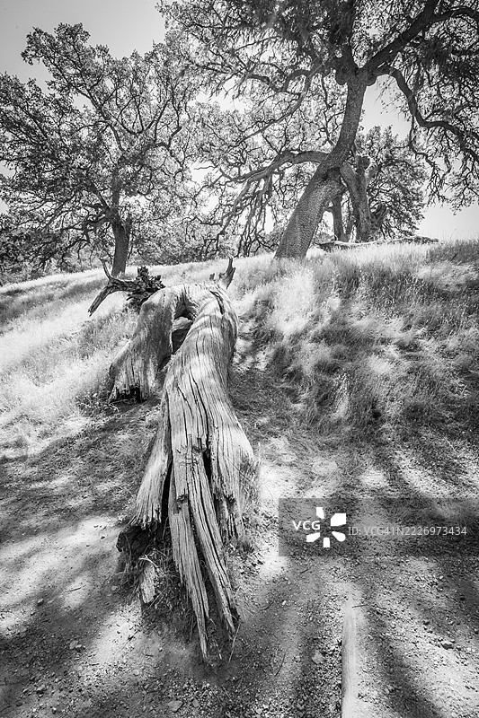 黑白阴影与树木图片素材