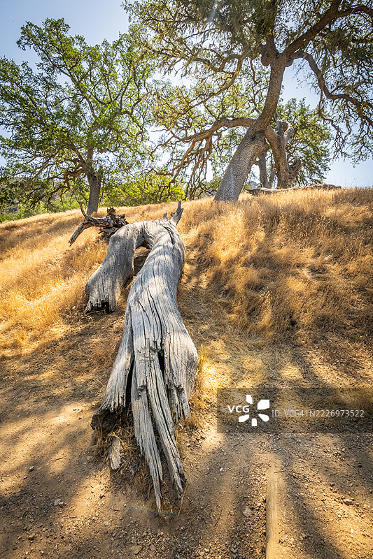 绿色、金色与阴影图片素材