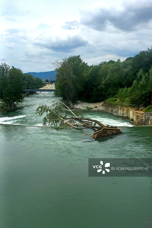 塞里奥河洪水，水中倒伏的树木图片素材
