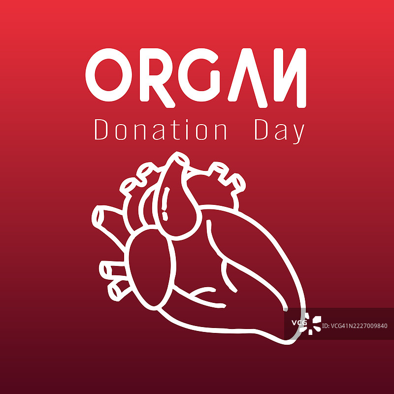 红色背景上的器官捐献日。图片素材