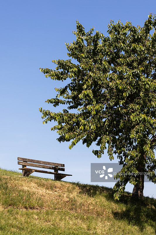 山丘上的树下长椅图片素材