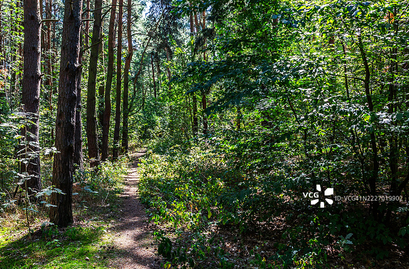 森林中的小径图片素材