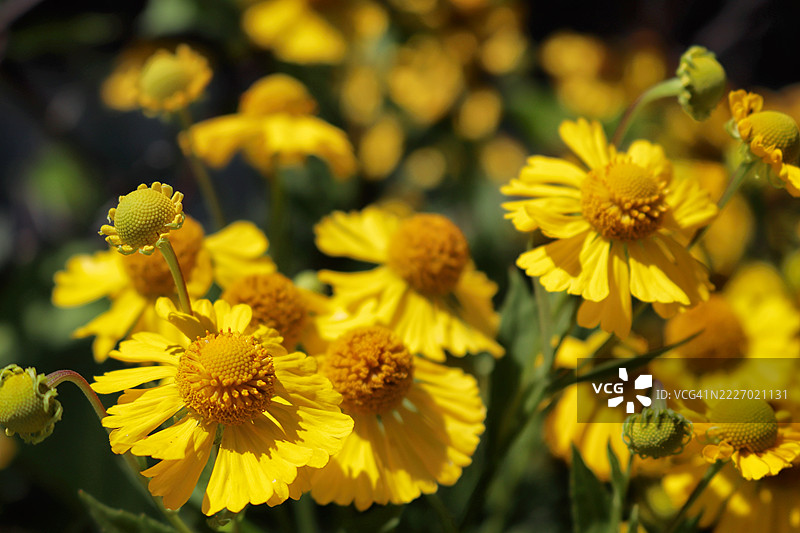 阳光明媚的向日葵花图片素材