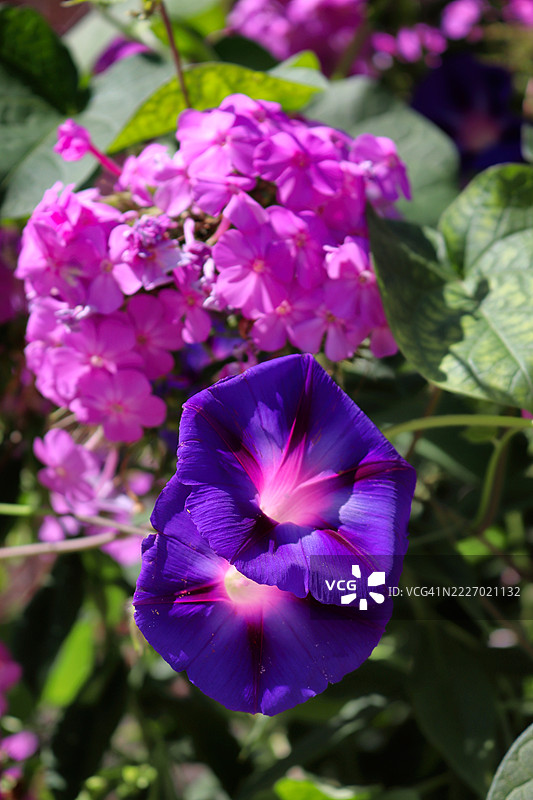 紫色的牵牛花和粉色的福禄考图片素材
