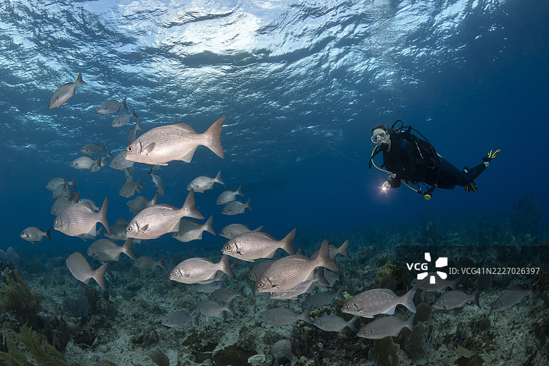 加勒比海的海洋生物与一位女性潜水员图片素材