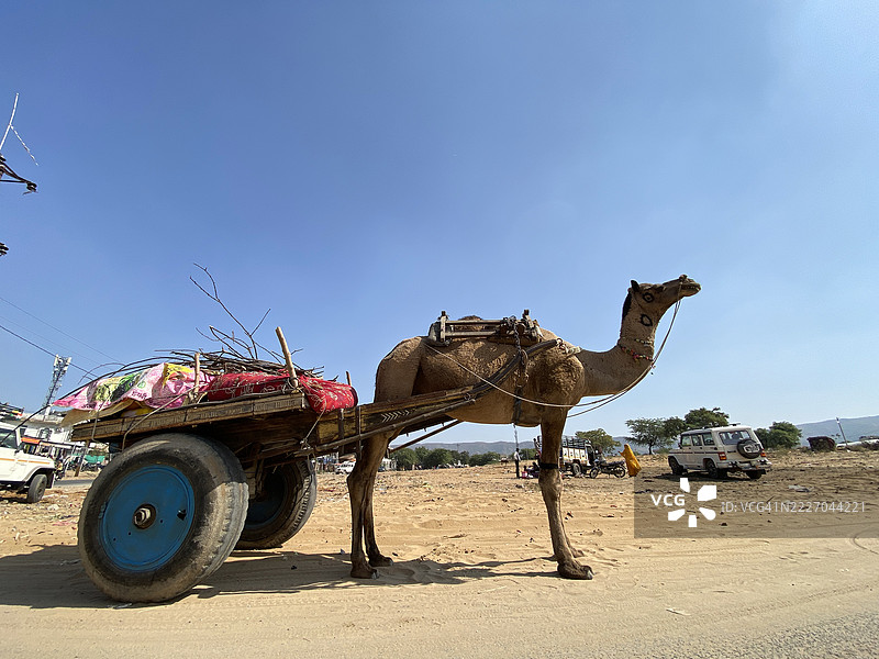 普什卡的骆驼拉车。图片素材