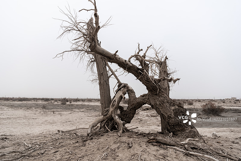 光秃的树木矗立在干旱荒凉的景观中图片素材