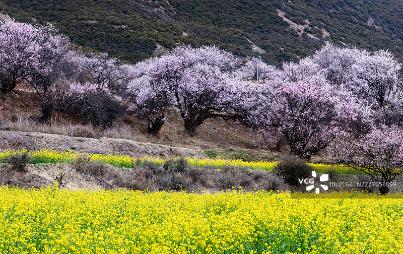 一片开满黄色花朵的田野，背景是盛开粉色花朵的树木图片素材