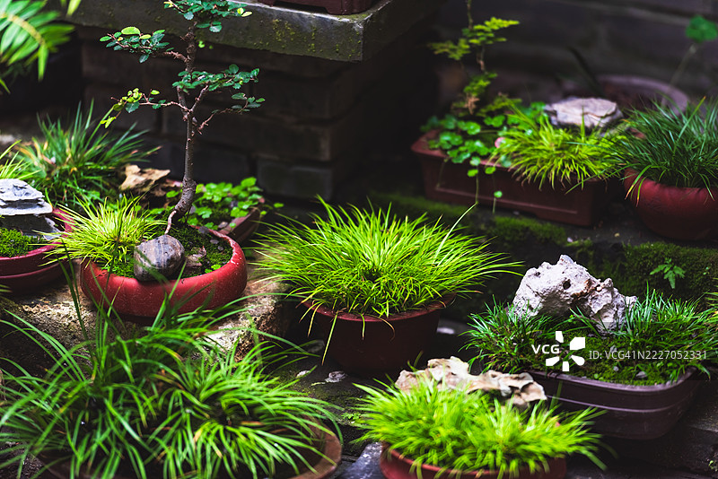 一组绿叶的小型盆栽植物图片素材