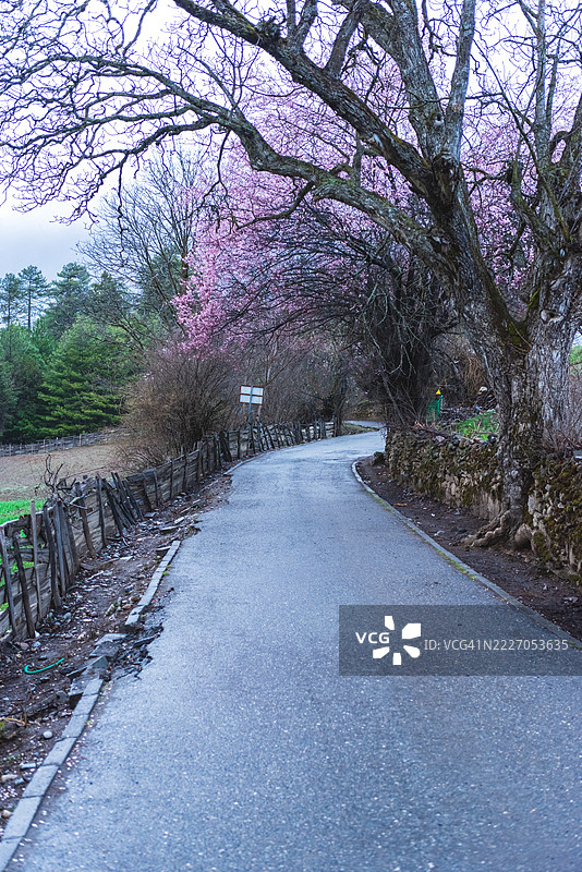 一条宁静的小路，两旁是盛开的树木和乡村风格的栅栏图片素材