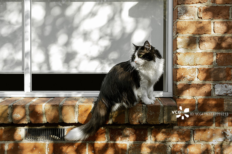窗边装饰的猫咪图片素材