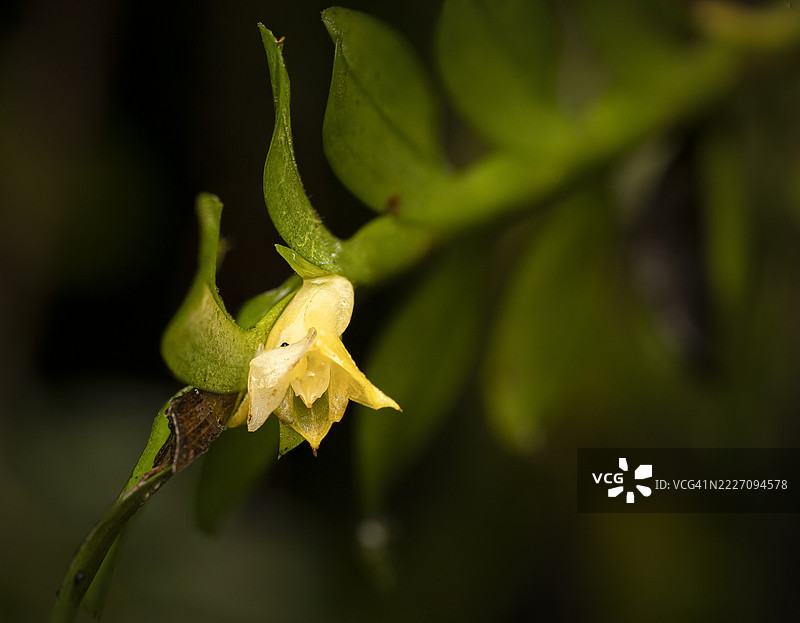 热带兰花特写图片素材
