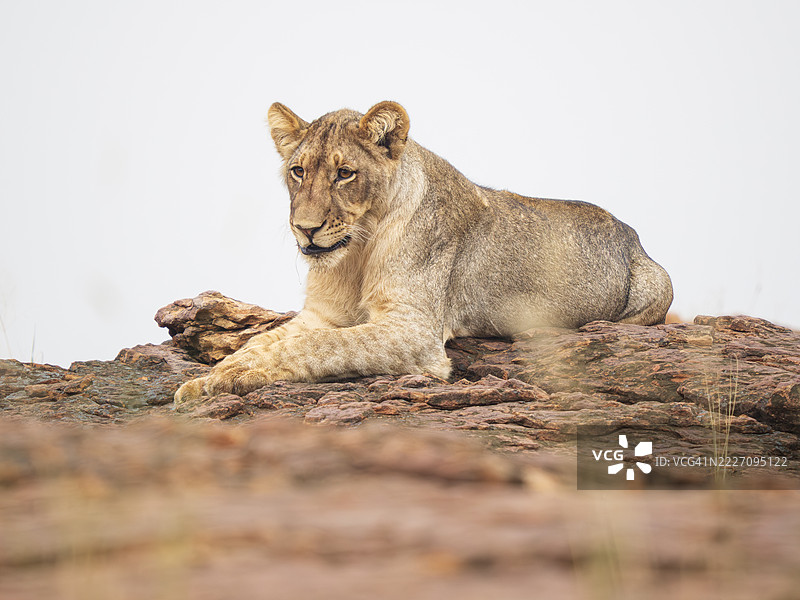 休息中的雌狮（美洲狮）图片素材