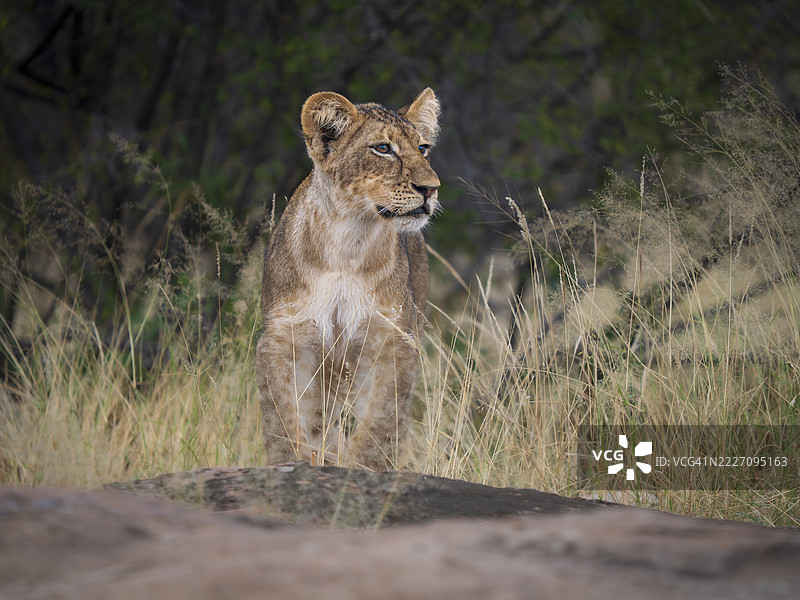 年轻雄狮（非洲狮）在草地上图片素材