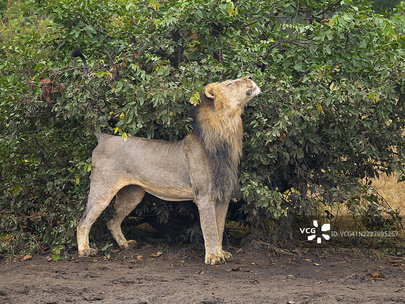 黑鬃雄狮（美洲狮）在标记领土气味图片素材