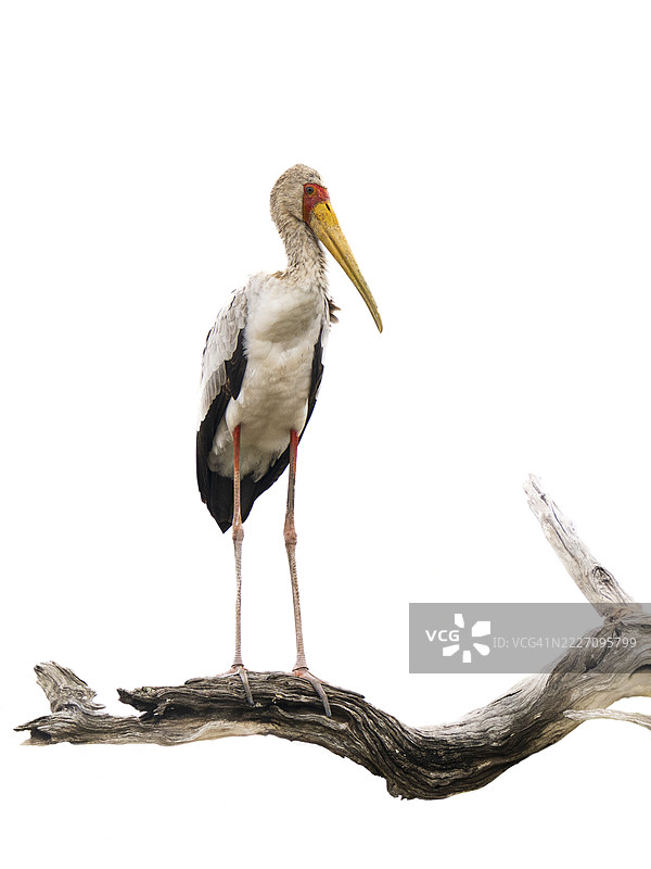 黄嘴鹳（Mycteria ibis）栖息在枯枝上图片素材