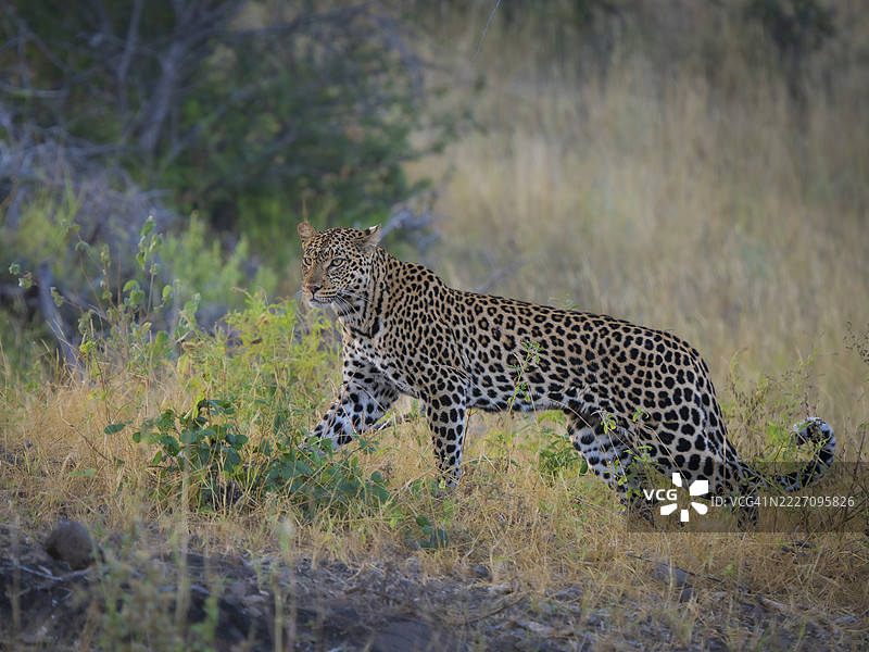 在草地上行走的豹子（美洲豹）图片素材