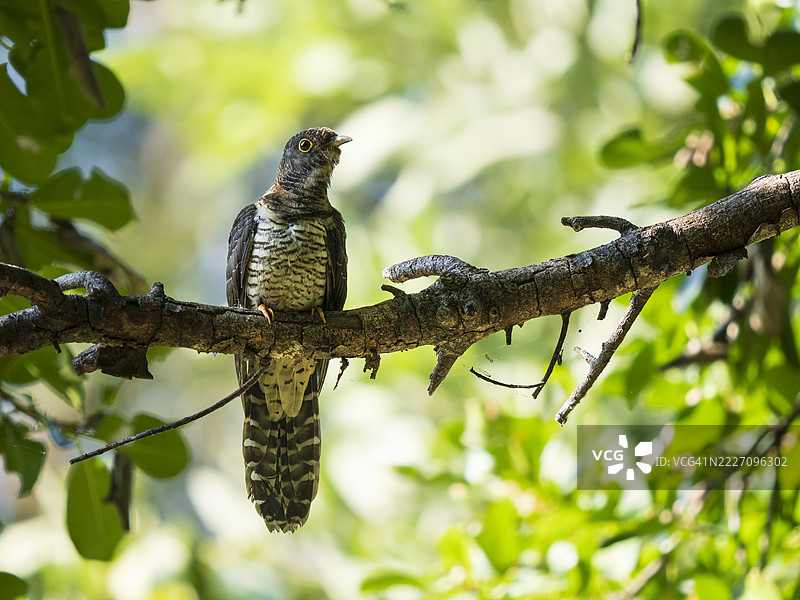 非洲灰杜鹃（Cuculus gularis）栖息在树上图片素材