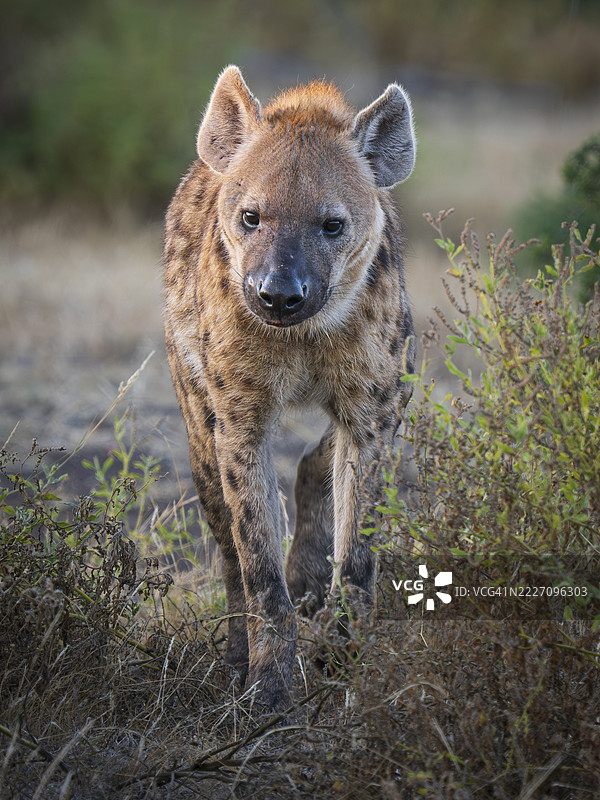 斑点鬣狗（Crocuta crocuta）的特写镜头图片素材