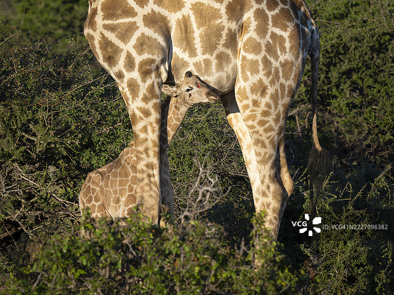 南非长颈鹿（Giraffa giraffa）新生婴儿在母亲身旁图片素材
