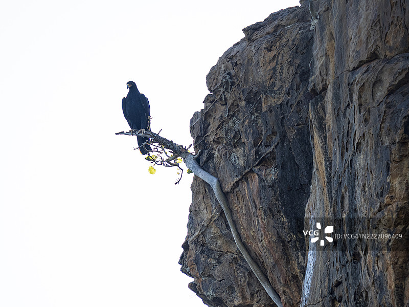 维尔罗的鹰（Aquila verreauxii）栖息在悬崖旁的一根树枝上图片素材