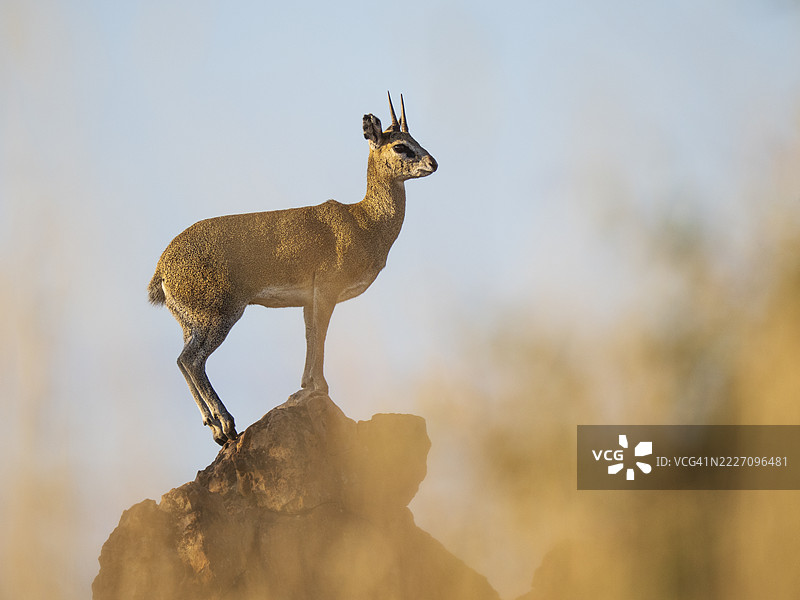克利普斯普林格（Oreotragus oreotragus）站在岩石上图片素材