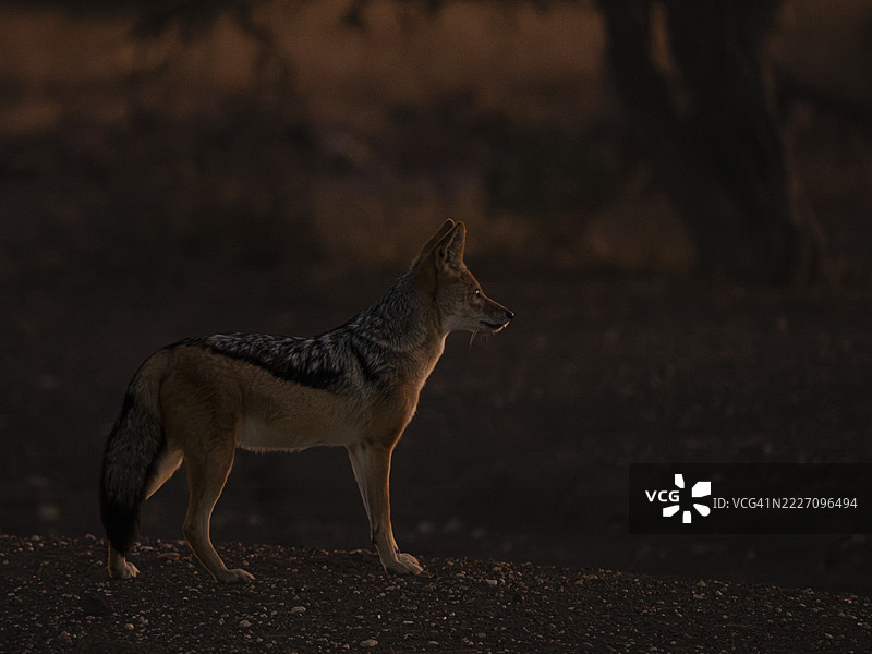 背光的黑背豺（Lupulella mesomelas）沐浴在清晨的阳光下图片素材