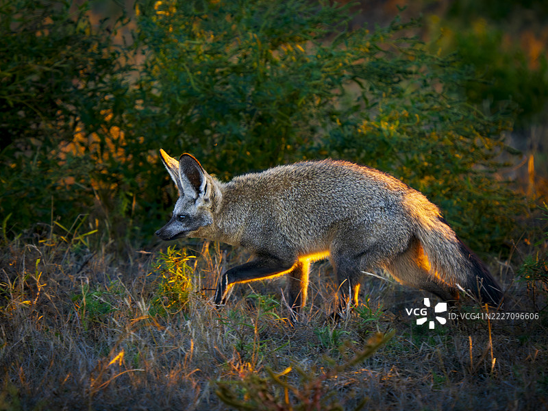 黄耳狐（Otocyon megalotis）在黄昏的草原上图片素材