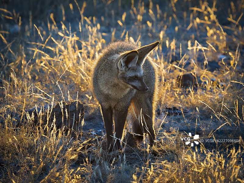 黄耳狐（Otocyon megalotis）在黄昏的草原上图片素材
