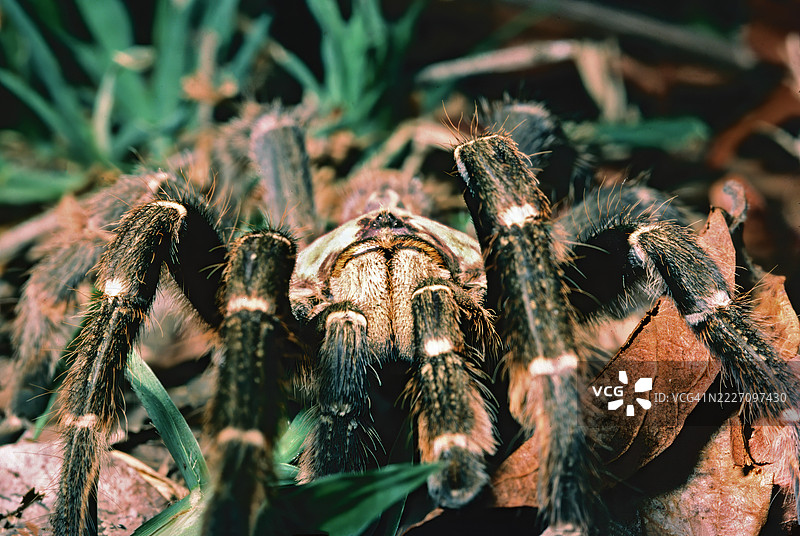 狒狒蜘蛛图片素材