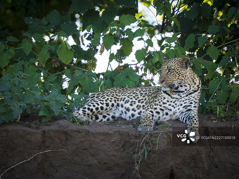 雌性美洲豹（Panthera pardus）在河岸上休息图片素材