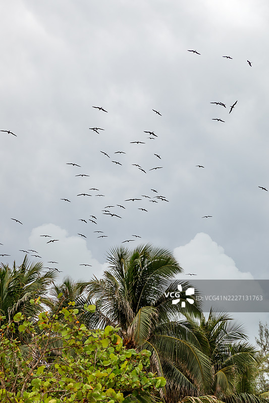 在墨西哥穆赫尔斯岛，军舰鸟在海岸和棕榈树上空盘旋。图片素材