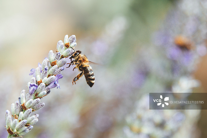 蜜蜂在薰衣草花上授粉的特写宏观自然摄影图片素材