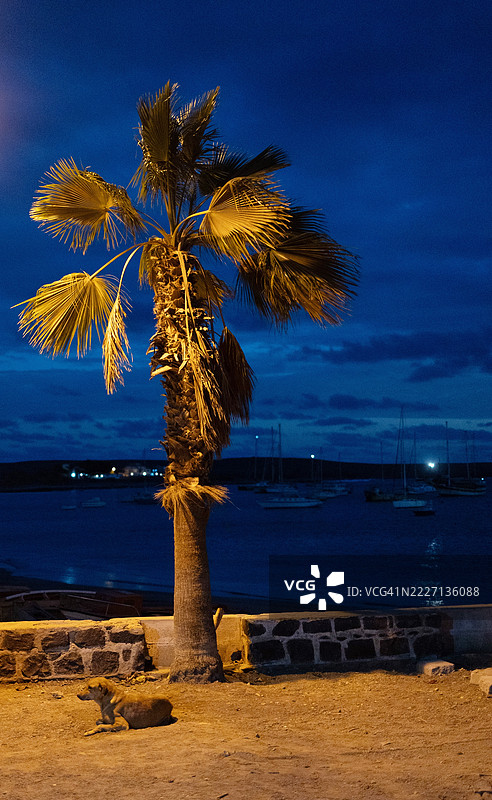 狗与棕榈树图片素材