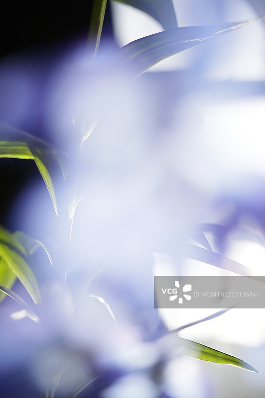 透过花朵的视角图片素材