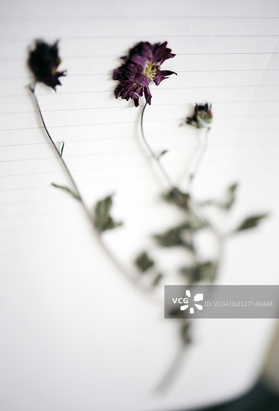 压花纸上的花朵图片素材