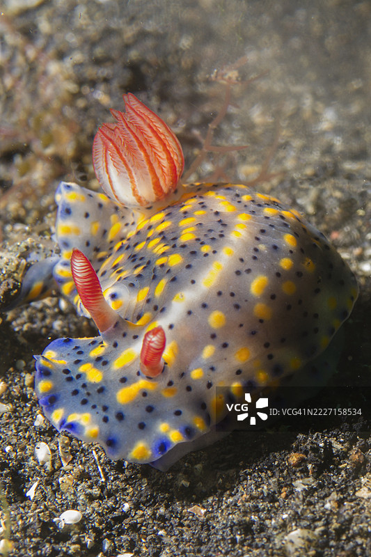海兔属海蛞蝓图片素材