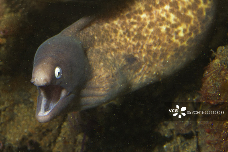 白眼鳗鱼图片素材