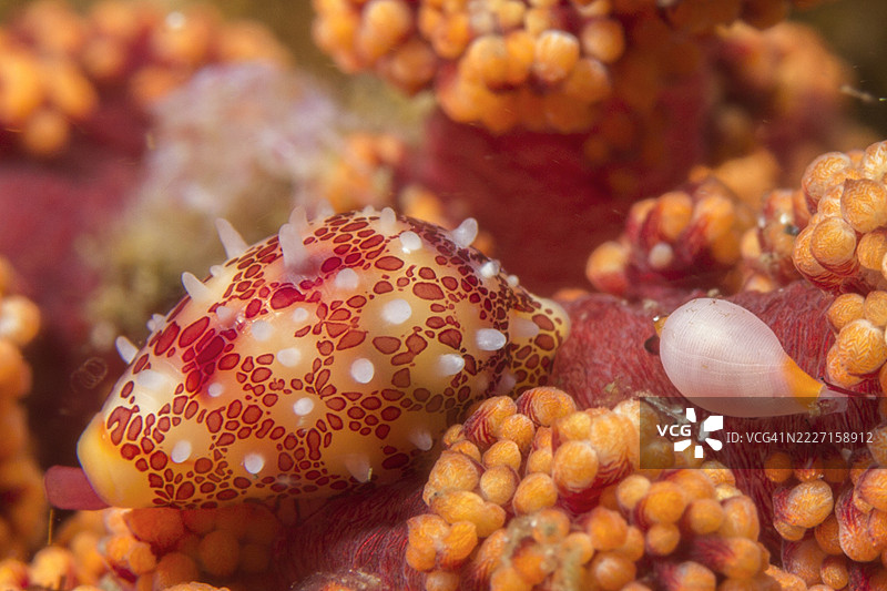 带纹蛋牛螺成年与幼年图片素材