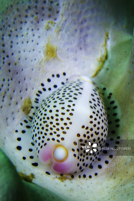 黑斑蛋牛螺图片素材