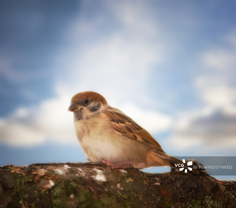 生动的欧亚树雀特写图像，栖息在苔藓覆盖的树皮上，背景是柔和的多云天空。图片素材
