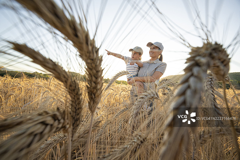 可持续的家族企业。农民家庭在日落时分的小麦田里图片素材