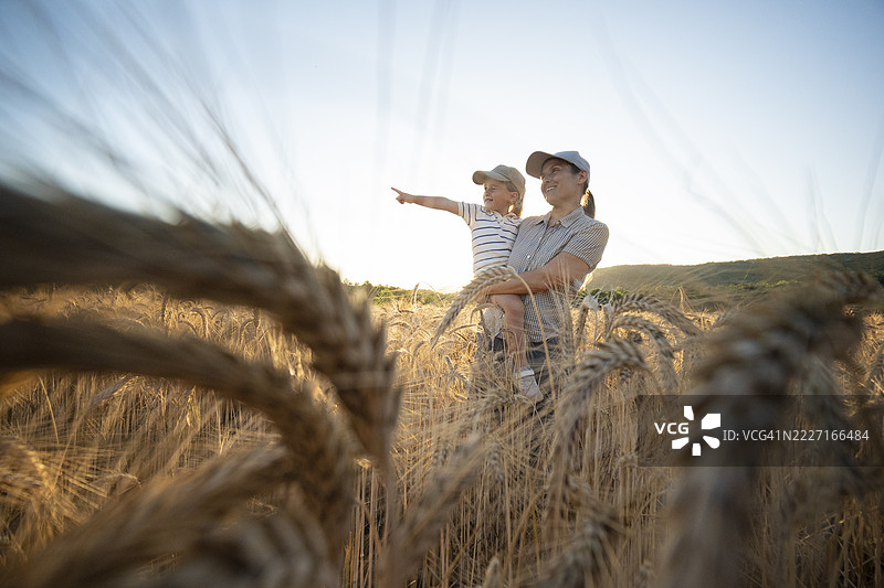 快乐的农民家庭在成熟的小麦田中展望未来图片素材