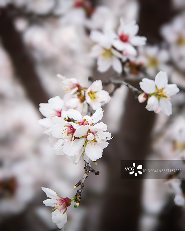 杏花与树木图片素材