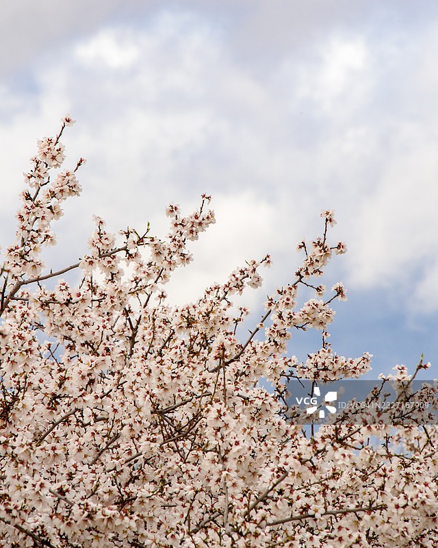 杏花向天空伸展图片素材