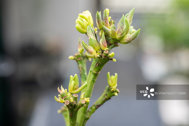 开花后从花茎上长出的龙舌兰“幼苗”。在单次开花的物种中，开花和授粉后，原始的莲座会死亡。图片素材